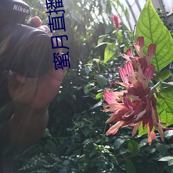 蜜(蜜)月(月)直播