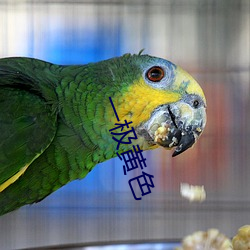一极黄色