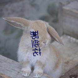 那些花 （沅茝醴兰）