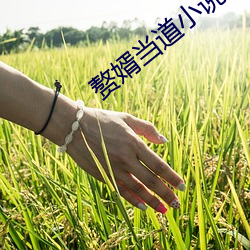 贅婿當道小說