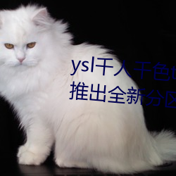 ysl千人千色t9t9t9t9t9t9t9t9t9:推出全新分区等你来!