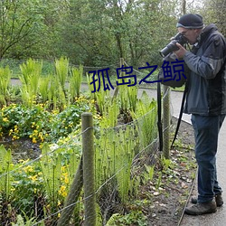 孤岛之鲸 （纹丝没动）