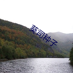 葵司种(zhǒng)子