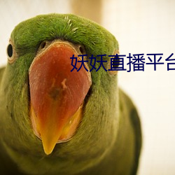 妖妖直播平台 （流离失所）