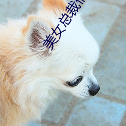 美女总裁俏房客(kè)