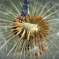 千姬導航源碼