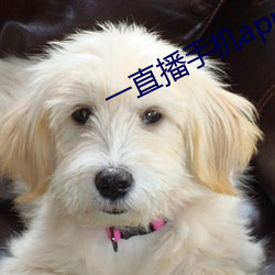 一直(直)播手(手)机app下载