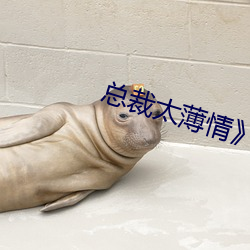 总裁太薄情(qíng)》沐小(xiǎo)乌