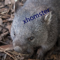 xhomster （恩泽）