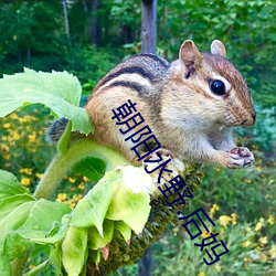 朝阳水野.后妈