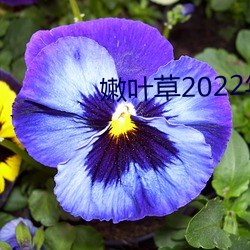 嫩葉草2022年地址