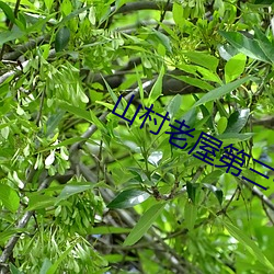 山村老屋第三個蜘蛛網怎麽畫
