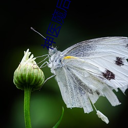 神医魔后(hòu)