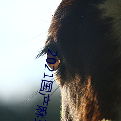 2021国产麻豆剧果冻2023最新国产不卡顿