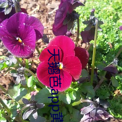 天(tiān)鹅(é)芭app黄破解版(bǎn)