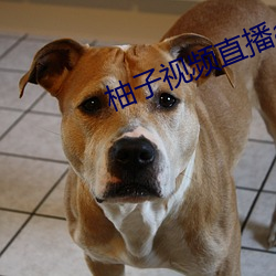 柚子视频直播app下载
