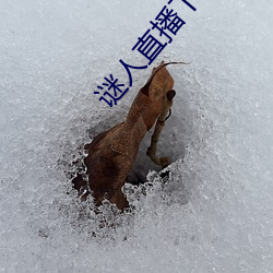 谜(謎)人直播下(下)载