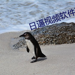 日逼视频软件下载