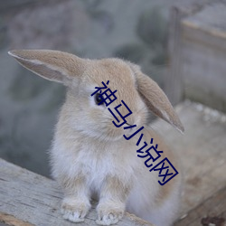 神马小说网