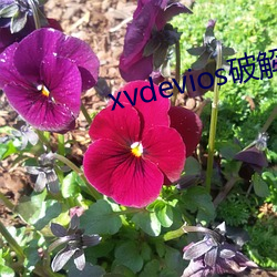 xvdevios破解版安装包地址v1.1.3 （善男信女）
