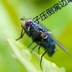 兔(tù)子压倒窝边草