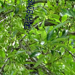 黑帝的(的)燃情新宠