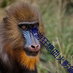 漫遊狂想曲火影篇安卓