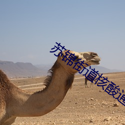 蘇錦街道核酸通知