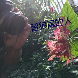留狼尾的人