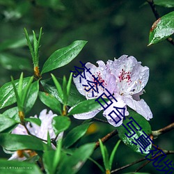 茶(chá)茶百(bǎi)合(hé)写真视频