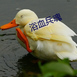 浴(浴)血(血)兵魂(魂)