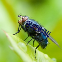乐(lè)吧影院