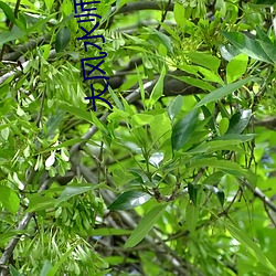 大風水師