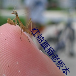 红袖直播老板本 （残留）