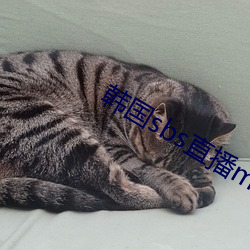 韩国sbs直播mbc直播