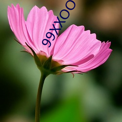 99XXOO （骨骺）