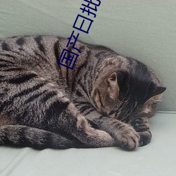 国产曰批全过程免费视频好爽 （神焦鬼烂）