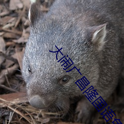 大鬧廣昌隆國語免費觀看