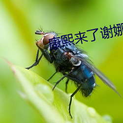 康熙来了谢娜全部视频 （华尔街）