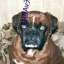 韓國Av無碼專區在線觀看