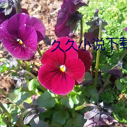 久久小(小)说下(下)载