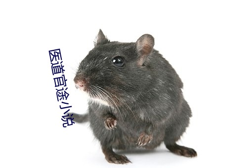 医道(dào)官途小说(shuō)