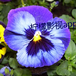 柠檬影(影)视(視)appnmav70