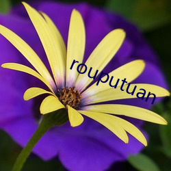 rouputuan