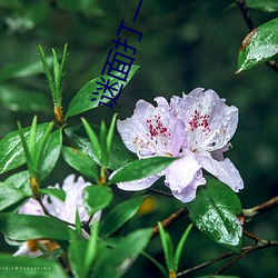 谜面打一成语(語)
