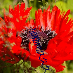加(jiā)勒比久久久久
