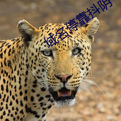 域名停靠抖陰