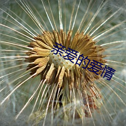 亲爱的爱情(qíng)