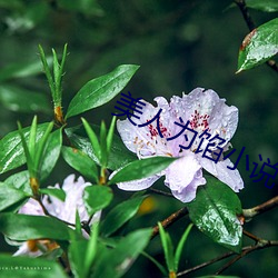 美人为馅小说 （初始）