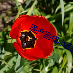 国产剧情小宝探花第一季 （校刊）